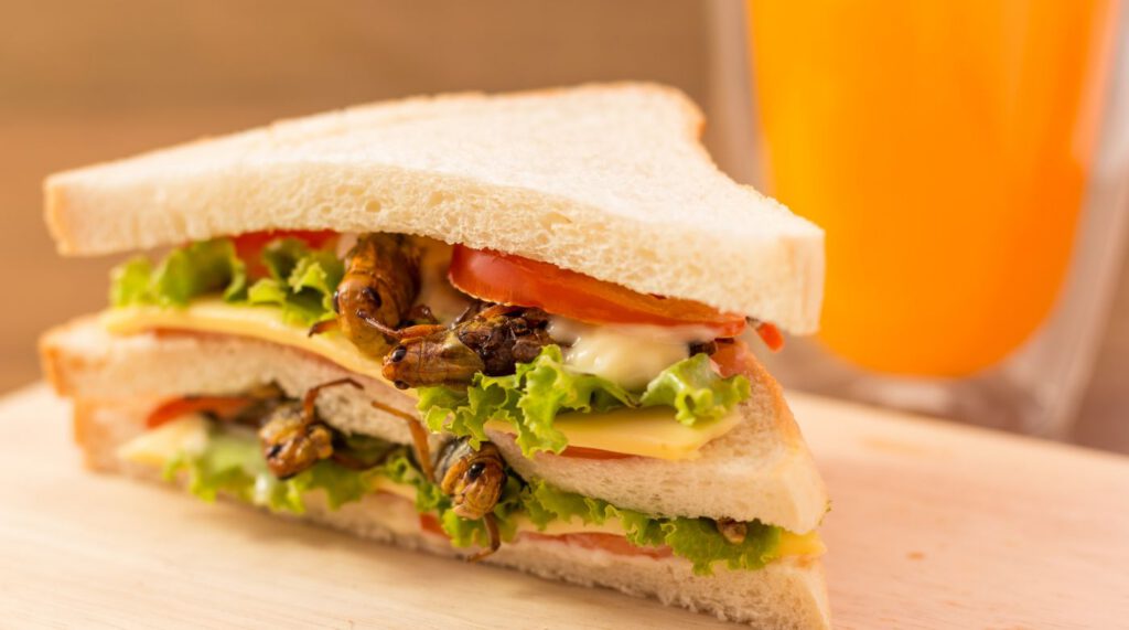 Unlocking Consumer Acceptance: The Power of Sensory Analysis in Insect-Based Food Innovation, Blog, SenseTest