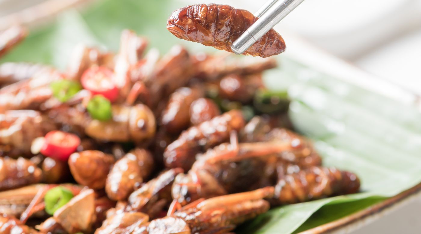 Unlocking Consumer Acceptance: The Power of Sensory Analysis in Insect-Based Food Innovation, Blog, SenseTest