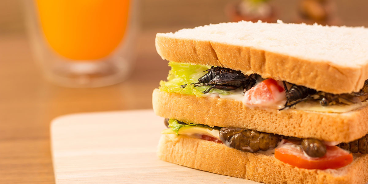 Unlocking Consumer Acceptance: The Power of Sensory Analysis in Insect-Based Food Innovation, Blog, SenseTest