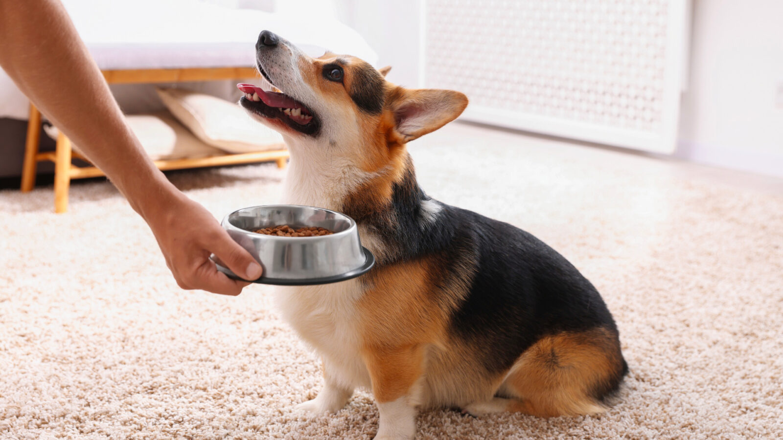 InsectERA, Innovation, R&D, SenseTest