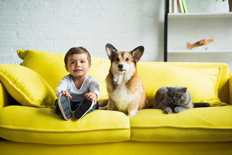 Cracking the Pet Food Code: Beyond Palatability to Owner Emotions, Blog, SenseTest
