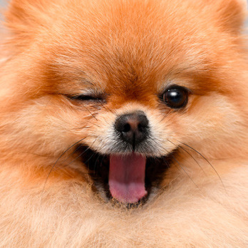 Pet Tests, Be our Taster, SenseTest